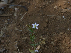 Centaurium centaurioides