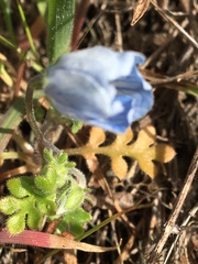 Nemophila menziesii