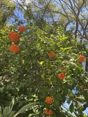 Auranticarpa rhombifolia