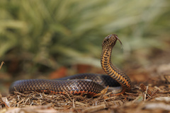 Cacophis squamulosus