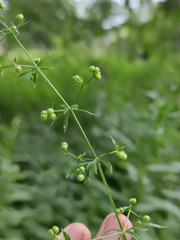Galium spurium