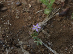 Centaurium centaurioides