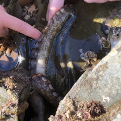 Octopus bimaculatus