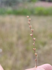 Veronica verna