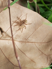 Pardosa pseudoannulata