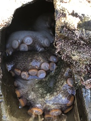 Octopus bimaculatus