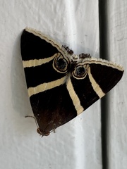 Grammodes ocellata