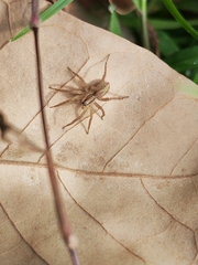 Pardosa pseudoannulata