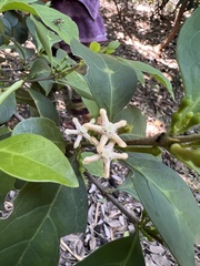 Cyclophyllum longipetalum