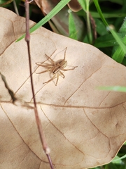 Pardosa pseudoannulata