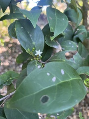 Cyclophyllum longipetalum