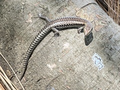Concinnia tenuis