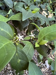 Cyclophyllum longipetalum