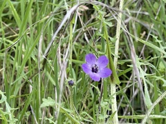 Pholistoma auritum auritum