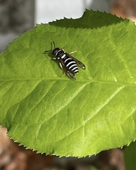 Ancistrocerus waldenii