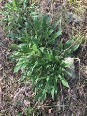 Phacelia imbricata