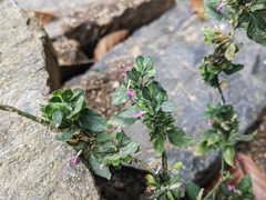 Dicliptera chinensis