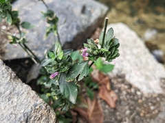 Dicliptera chinensis