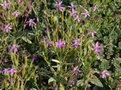 Centaurium centaurioides
