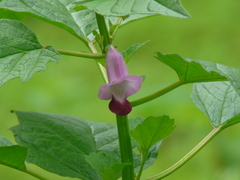 Sesamum indicum malabaricum