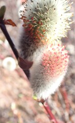 Salix planifolia