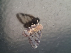 Scolypopa