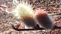 Salix planifolia