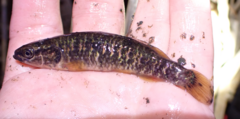 Umbra limi
