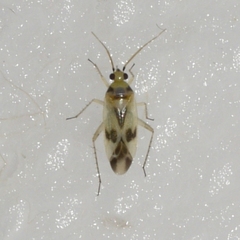 Plagiognathus albatus