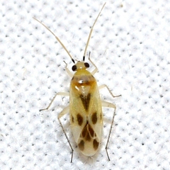 Plagiognathus albatus