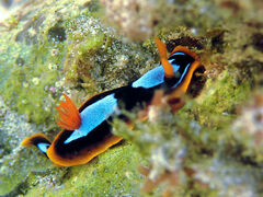 Chromodoris westraliensis