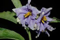 Solanum bonariense image