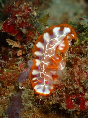 Nudipleura