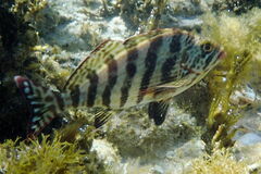 Goniistius rubrolabiatus