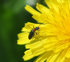 Oedemera croceicollis