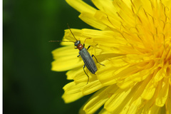 Oedemera croceicollis