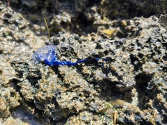 Physalia