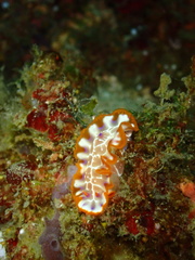 Nudipleura