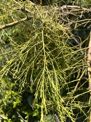 Exocarpos cupressiformis