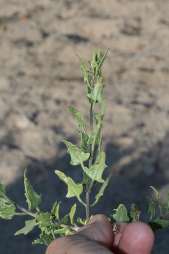 Cape Sweetbush