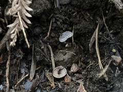 Pseudobaeospora stevensii