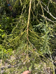 Exocarpos cupressiformis