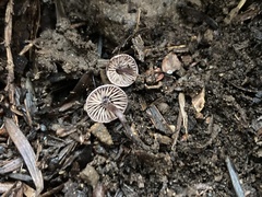 Pseudobaeospora stevensii