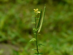 Cleome viscosa