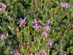 Centaurium centaurioides