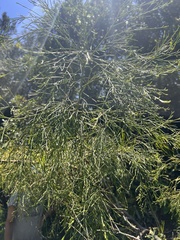 Exocarpos cupressiformis