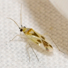 Plagiognathus albatus