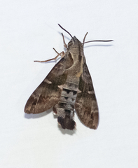 Macroglossum errans