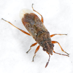 Neortholomus arphnoides