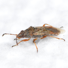 Neortholomus arphnoides